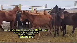 бээлер кулундары менен сатылат 250 сомдон кеми бар 9 баш бээ 9 кулун, адрес  сокулукта.0550 93 93 17