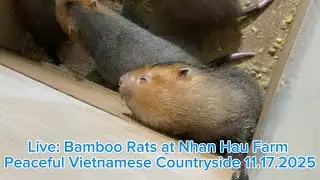 Bamboo Rats at Nhan Hau Farm | Peaceful Vietnamese Countryside Live 11.15.2025