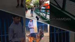 #germanshepherd #giraffe #zarafa | A fierce dog with a fierce boy #short #video #fujairah #uae
