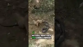 Every Cobra's Worst Nightmare 🐍 #snake #cobra #unique #informative