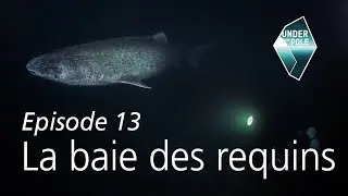 UNDER THE POLE II • S01E13 • Discovery Greenland • La baie des requins