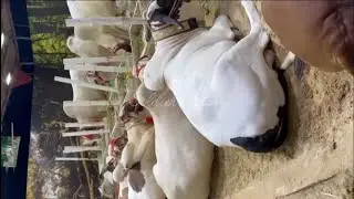 EID AL ADHA 2025 💖 The Sacred Bond with Animals Qurbani, Care & Compassion☺️💐