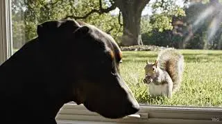 Doberman's Day Job Window Patrol #aidogvideo #Doberman