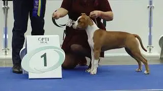 Selection best puppy  Euro Dog Show 2017 Kyiv