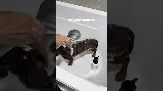 Как часто мыть 🐶? наш шампунь WB: #164158696