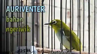 Suara Burung pleci auriventer ngeriwik/mata puteh bahan prospek