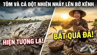Tôm Và Cá Đột Nhiên Nhảy Lên Bờ Kênh Hết  Đi Bắt Tôm Cá Quá Đã