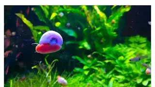 WTF Live Saltwater #snails by mail.. in zero degree temps..Will they live? 🙏🏼 Check back for updates