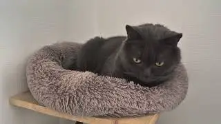 Shanti and Baks!!! Best cats in the world!!! Most popular cats!!! #catsofyoutube #catstory 