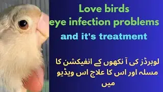 how to save our birds from eye infection
