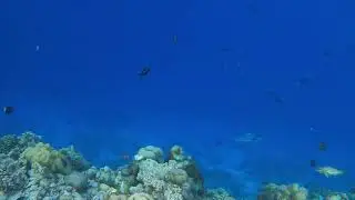 Rainbow Runners Attack Small Fish | Sharks in Action | Ocean Predators