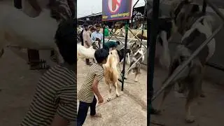 Aggressive👿 Kota In Deonar Bakra Mandi 2025 #deonar #bakraeid #2025 #trending #viralvideo