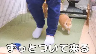 飼い主にずっとついて来る可愛いウサギ【No.239】