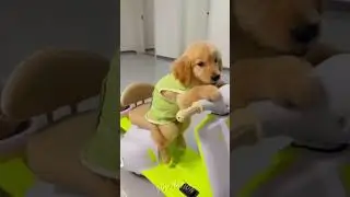 Just Golden Retriever Puppies Being Ridiculously Cute