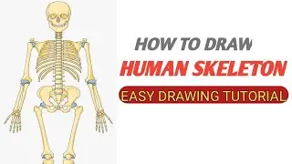 How to draw Human Skeleton