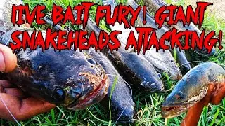 Live Bait Fury! Giant Snakeheads Attacking! / ලූල් පන්නය  #fishing #fishingvideo #fish