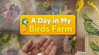 A Day in My Birds Farm 🐦 | Farm Update Vlog #birds #budgies 