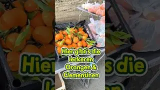 Hier gibt's die leckeren Orangen &Clementinen #s&uuml;dfr&uuml;chte #orangen #clementinen