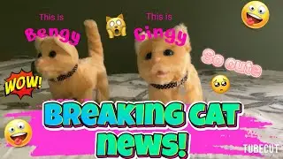 BREAKING CAT NEWS!!!