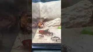 Feeding ROACHES to my LONG LEGGED ANTS