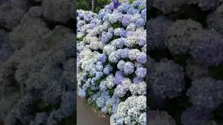 Azorean Hydrangeas &mdash; More Than a Dream 🌸🌈 #azores #oceangirl