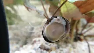 Filopaludina sp. military helmet na szybie