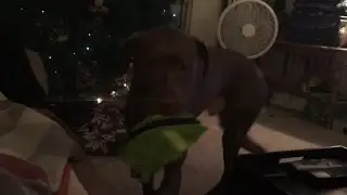 Service Dog Alerts to Seizure and gets emergency meds