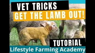 Vets' tricks to get that stuck lamb/kid out