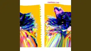 curious cat