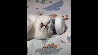 Cat Head Massager video , #cat #shortvideo #youtubeshorts #foryou