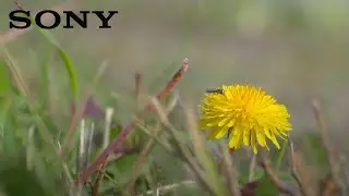 SONY ZVE10 + 18-105mm / Video Test / HLG + Catalyst Browse