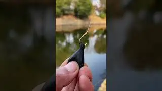 Lưỡi c&acirc;u c&aacute; ch&eacute;p phản đ&aacute;y SI&Ecirc;U HOT nhất trong năm 2025! #fishing #fishinghooks #shorts