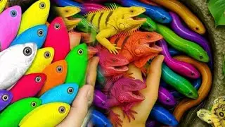 Catch Color fish Challenge Aquarium in the glass goldfish, Betta fish, Color fish 