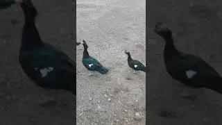 Amerikan ördeği uçuşu (flying muscovy ducks)