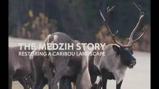 The Medzih Story - Restoring a Caribou Landscape