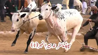 Fateh Jangi Bulls Ki Race 27 12 2025
