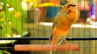 Canario Cantando High Quality &ndash; 1 Hour Canario Belga Training for Strong Voice