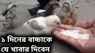 Care of a one-day-old chick.