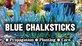 Blue Chalksticks ~ Gu&iacute;a completa de propagaci&oacute;n, plantaci&oacute;n y cuidado perfecto