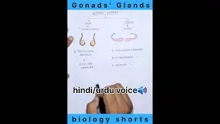 Gonads'  Glands 👈 testis hormone ♂️ ovary hormones ♀️ #testis #ovary #hormones #shorts #ytshorts