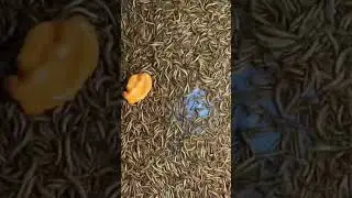 GUSANOS vs CHILE HABANERO #insects #timelapse #worms