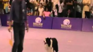 DK9-Pet World Malaysia PetNYou OB Trial 2011 - Jimmy & Dash