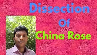 Dissection of China Rose(Hibiscus)
