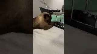 Brinquedo que o gato amou... #gateiraporamor #cat P&ecirc;ndulo de Newton
