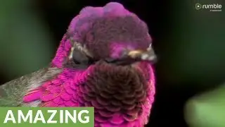 Hummingbird shows off bright color change illusion