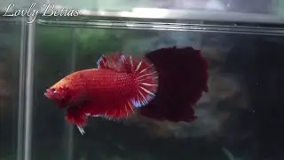 Red Explosion HMPK Male -059- Halfmoon Plakat Betta Fish