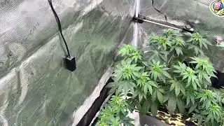 BabyDad_grows @MarsHydro_official 4x4 Grow tent update!! 