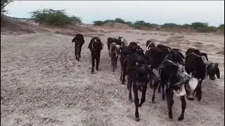 KANKREJ  BACHIYA 🥰❤️ #kankrej #cow #gujarat #bull 