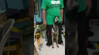 practical obedience