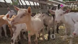 How to Select the Best Bucks for Goat Breeding Success